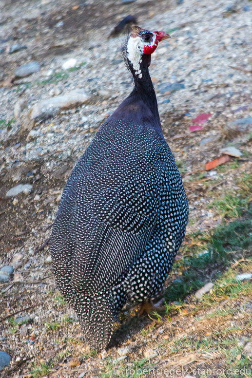 guinea fowl